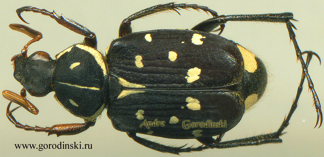 http://www.gorodinski.ru/cetoniidae/Paratrichius riekoae.jpg